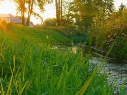 ADHD Meditation For Thoughts: Leaves On A Stream