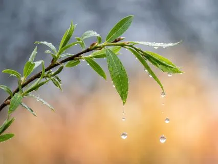 ADHD Task Paralysis: Yoga Nidra Thaw For The Wall Of Awful