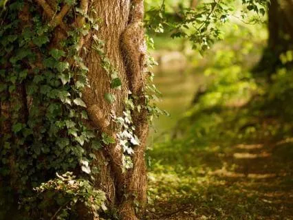 ADHD Unmasking Audit: Somatic Relief From RSD