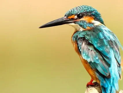 Upasana - Knowledge Of The Atma