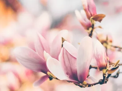 Adult Lullabies - Heart Healing Frequencies