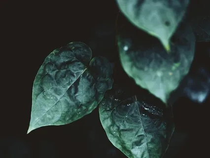 Adult Lullabies - Rain Sounds & Healing Harmonies