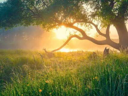 Advanced Energy Cleanse With Highest Frequency Tuning Forks