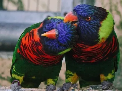 Advanced Kindness Skills