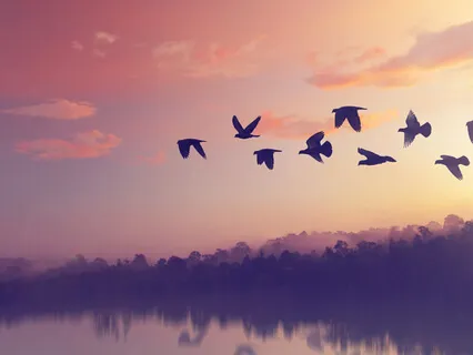 Advanced Guided Breathing With Tibetan Bowls And Birdsong