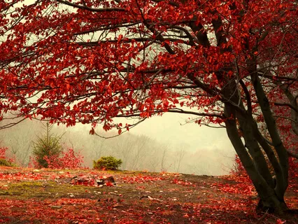 Adventures In Attitude - The Power Of Gratitude