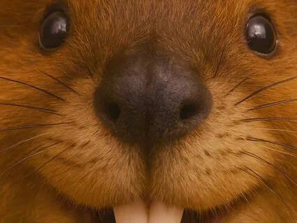 Adventuring With Barry Beaver