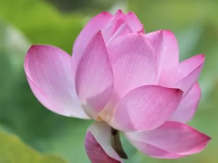 Aeolian Blossom