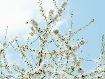 Affectionate Body Scan (Blooming Of A Lotus)