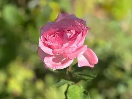 Affectionate Breathing (From MSC Course)