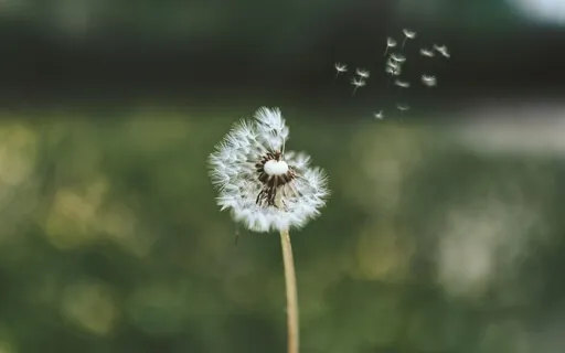 Affectionate Breathing - Mindful Self-Compassion Program