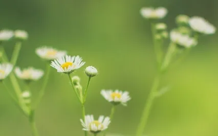 Affectionate Breathing | Mindful Self-Compassion