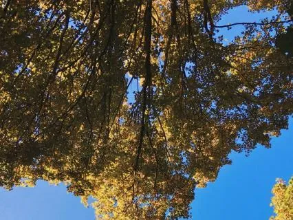 Affectionate Breathing - Mindful Self-Compassion