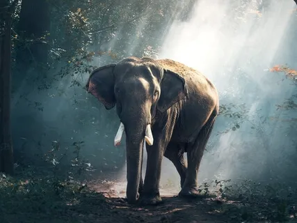 Affectionate And Soothing Breathing