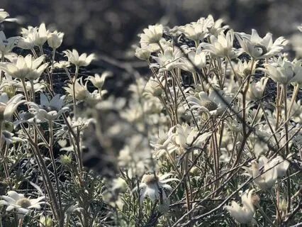 Affirmation For Growth