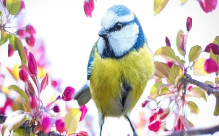 Affirmation Gentle Version