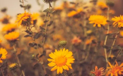 Affirmation - I Focus My Energy On Where I Have An Impact