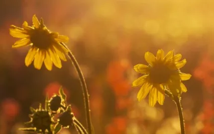 Affirmation - I Honor My Emotions 