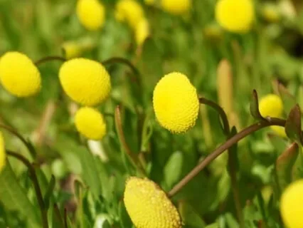 Affirmation Meditation 