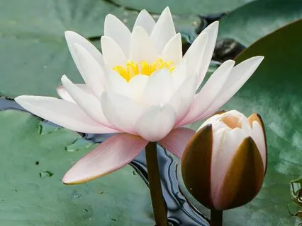 Affirmation Meditation For Calm, Grounding, And Relaxation