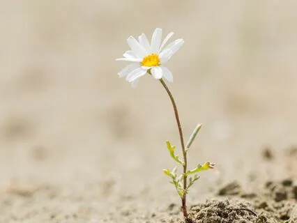 Affirmation Meditation For Healing Trauma