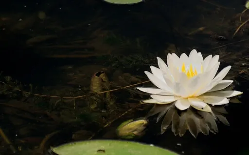 Affirmation Of Wellness Meditation (No Music)