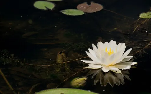 Affirmation Of Wellness (With Music)