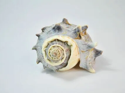 Affirmation, Oracle And Chakra Insights 2 Of 7