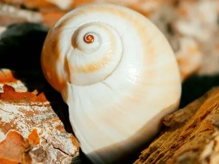 Affirmation, Oracle And Chakra Insights 6 Of 7