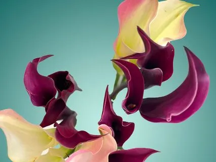 Tuesday Affirmations #2 : Creative Flow