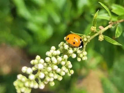 Affirmations For 2024 - Year Of The Dragon