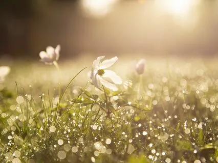 Affirmations For A Beautiful Day