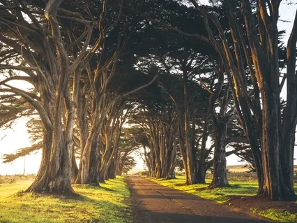 Affirmations For A Purposeful Life