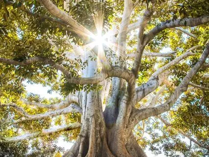 Affirmations For Abundance And Prosperity