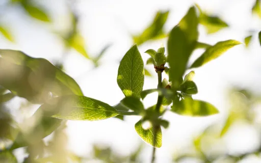 Affirmations For Amazing Health (With Intro)