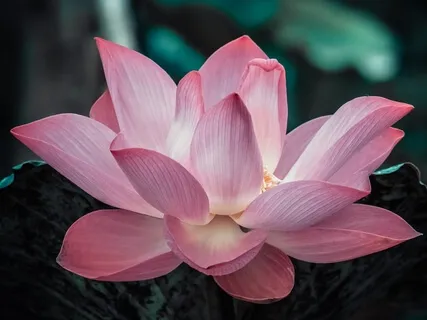 Affirmations For Anxiety Relief (With Reiki)