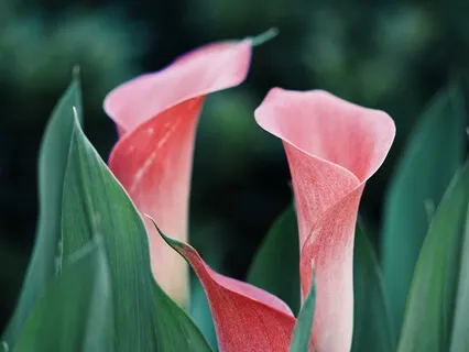 Affirmations For Believing In Yourself And Not Giving Up