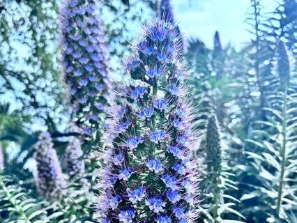 Affirmations For Biohacking