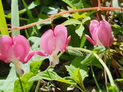 Affirmations For Compassion & Empathy