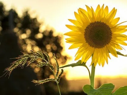 Affirmations For Daily Challenges And Chronic Health Journey