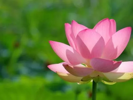 Affirmations For Empaths | Narcissistic Abuse Recovery