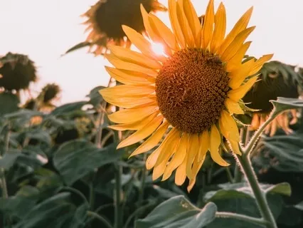 Affirmations For Empowerment