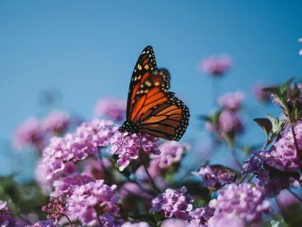 Affirmations For Gratitude