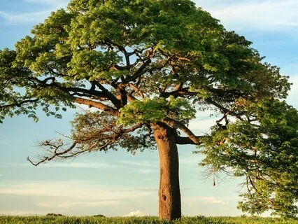 Affirmations For Growth