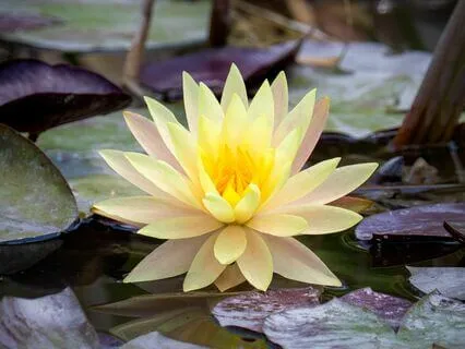 Affirmations For Healing From Narcissistic Entanglements