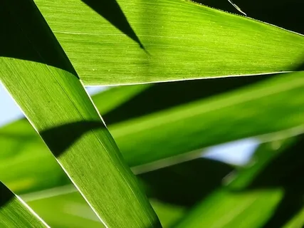 Affirmations For Health & Wellbeing  