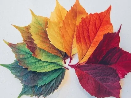 Affirmations For Health And Wellness