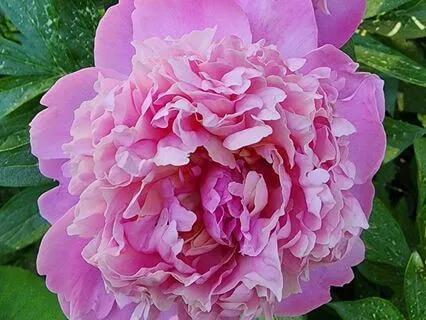 Affirmations For Inner Peace & Compassion