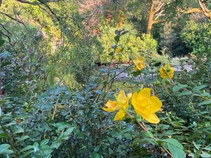 Affirmations For Investors (Wealth & Prosperity)