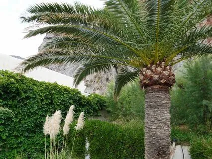 Affirmations For Joy